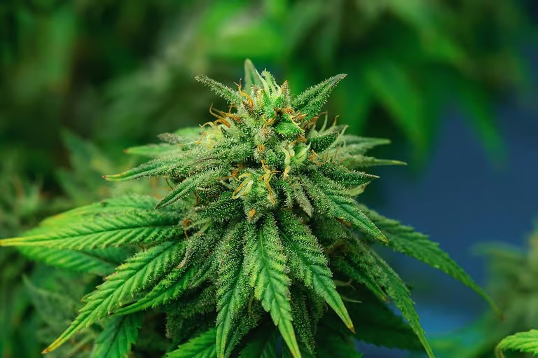 Bubba Kush Strain