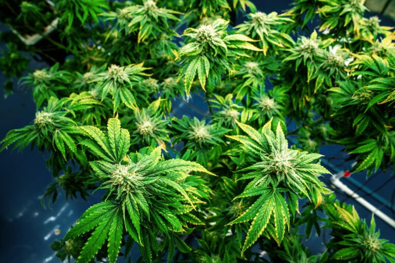 Banana Taffy Strain