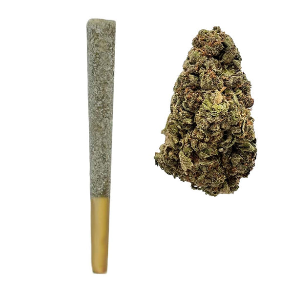 Orange Apricot Prerolls